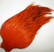 ������ ������ indian cape  badger orange